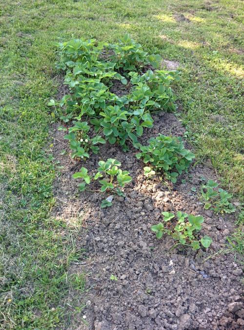 Notre potager 2015...
