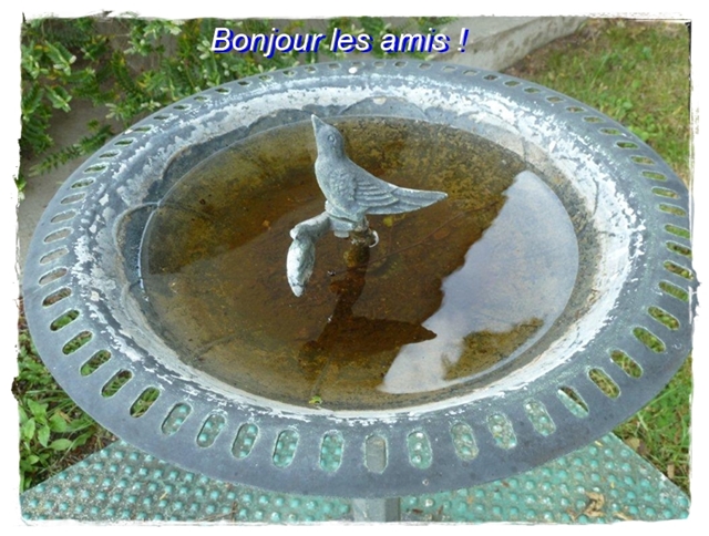 "amours" de tourterelles
