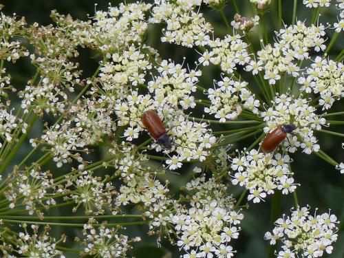 Fleurs de la Candolle