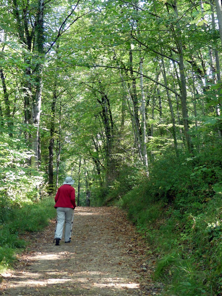 Large chemin forestier