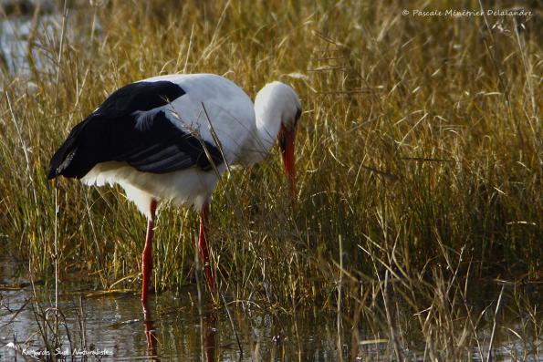 Cigogne blanche