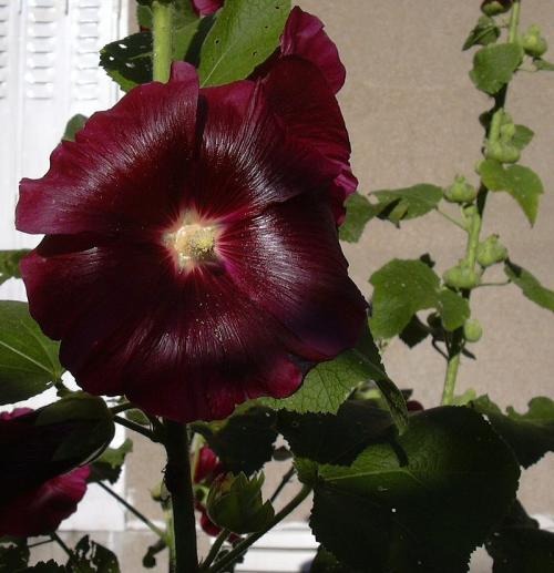 Fleurs cultivées : Rose trémière