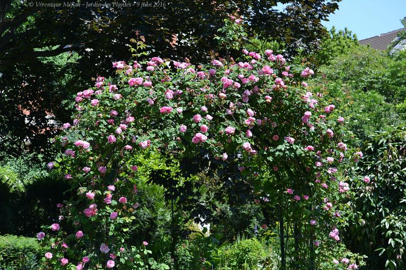 Jardin des Plantes de Paris : Jardin des iris et des plantes vivaces