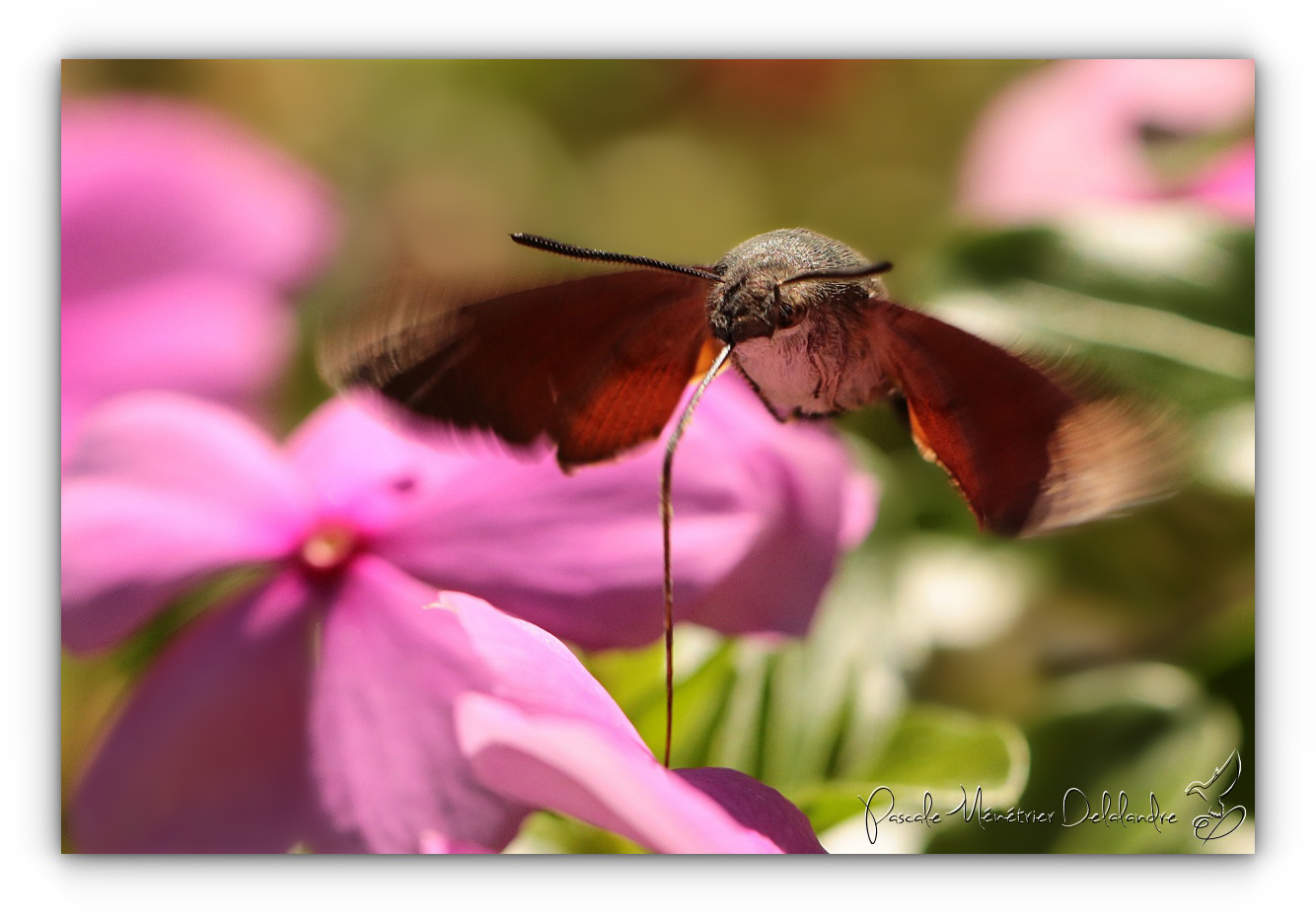 Moro-sphinx (Macroglossum stellatarum)