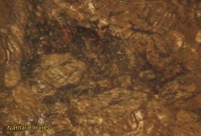 La Page de Nathalie Hayes