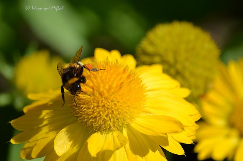  Jardin des Plantes : Petites fleurs du weekend 