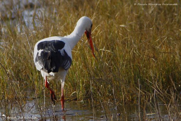 Cigogne blanche