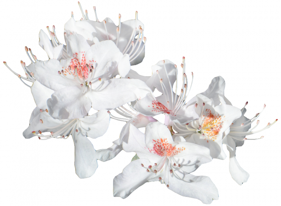 ✿*ﾟWhite flowers