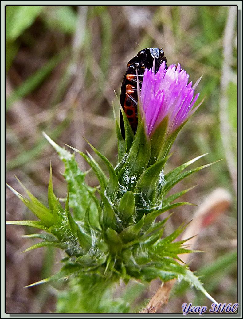 Le cache-cache de la cicadelle sur Chardon à petits capitules (Carduus tenuiflorus) - Aude  (Flore) 