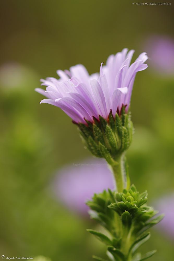 Erigeron