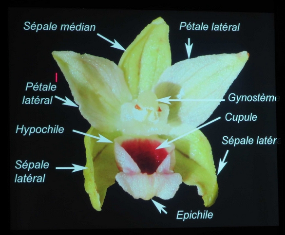 Une conférence sur les orchidées sauvages de nos forêt a eu  lieu à Lignerolles  
