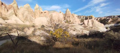 Retournons voir si la Rose...