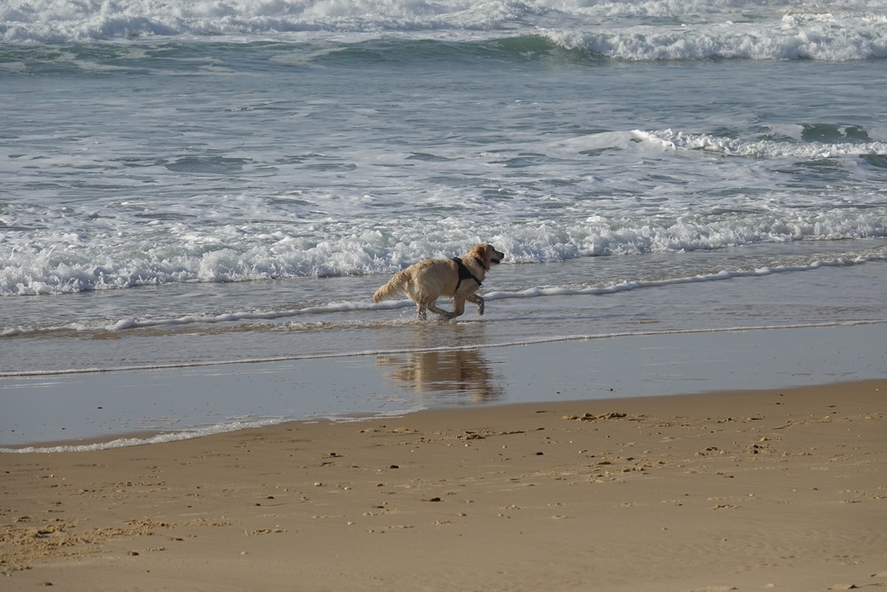 Balade au bord de l'Océan Atlantique - février 2019...
