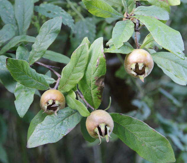 Arbre fruitier : Néflier