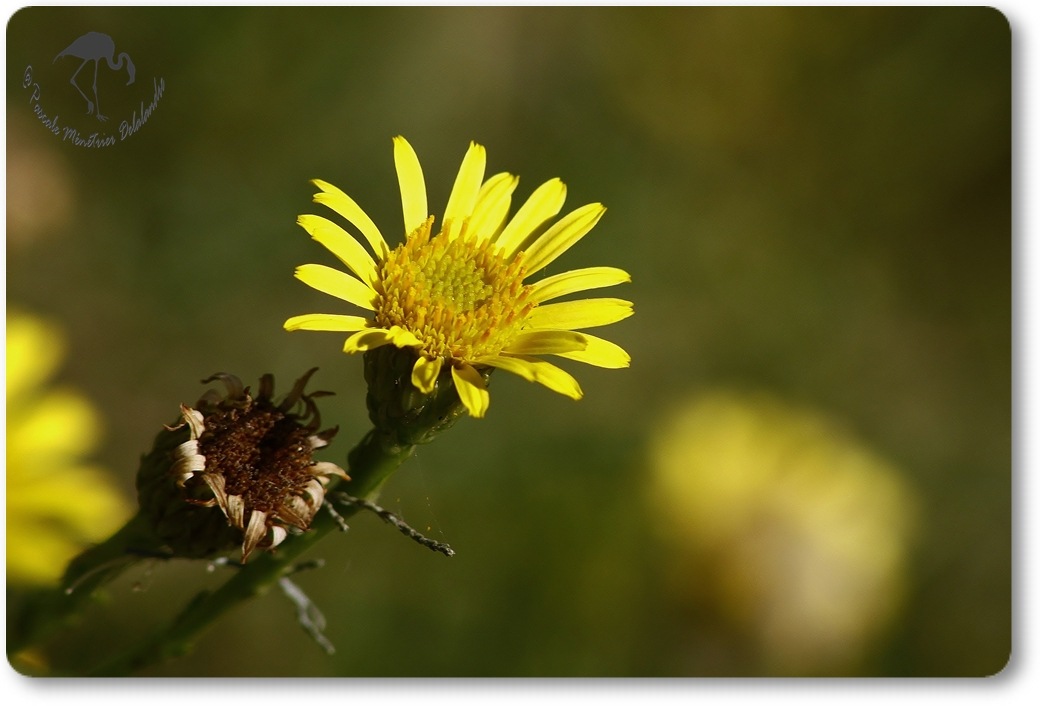 L'automne en jaune...