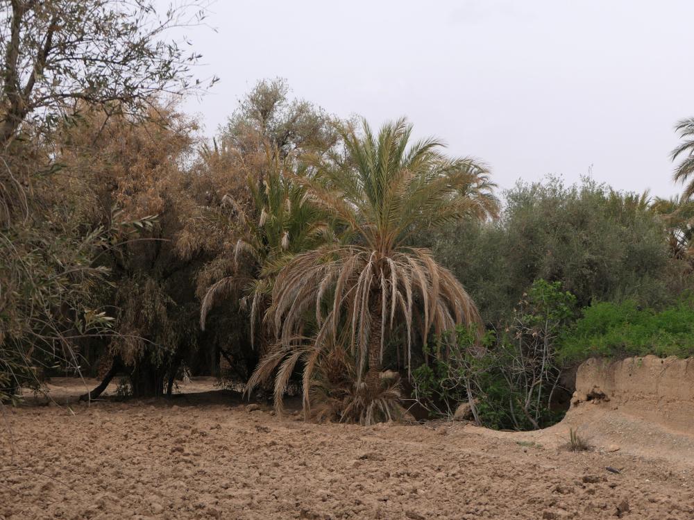 Palmeraie du Ziz