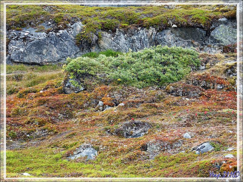 Couleurs d'automne précoces pour les plantes de la toundra - Sermermiut - Ilulissat - Baie de Disko - Groenland