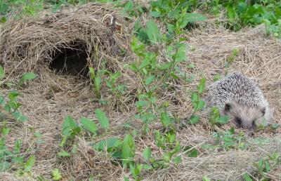 La vie au "Refuge en Cévennes" : La faune