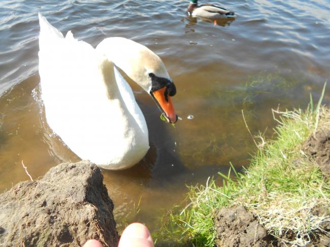 Comment apprivoiser un couple de cygnes !