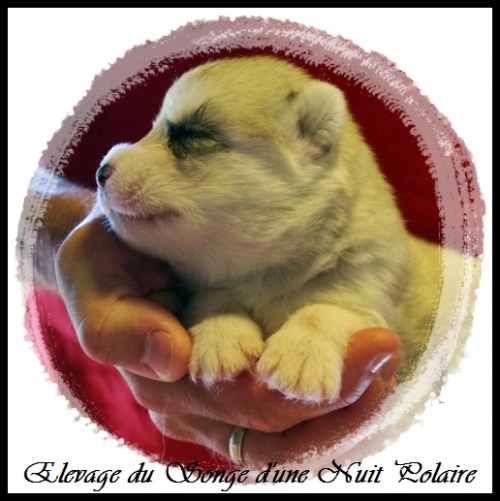Chiot Husky Femelle 4 (12j)