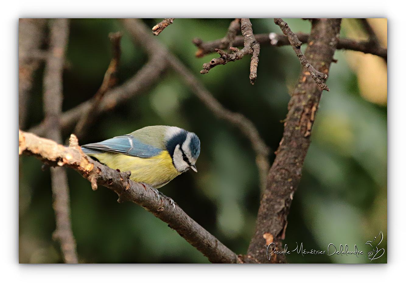 Les petites bleues