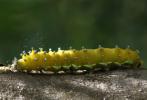 Saturniidae