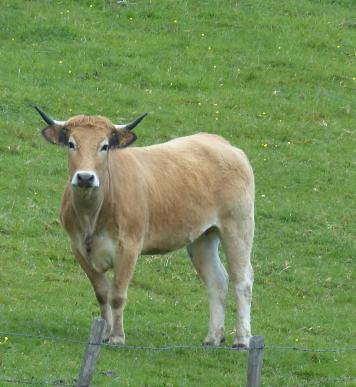 Ah les vaches !