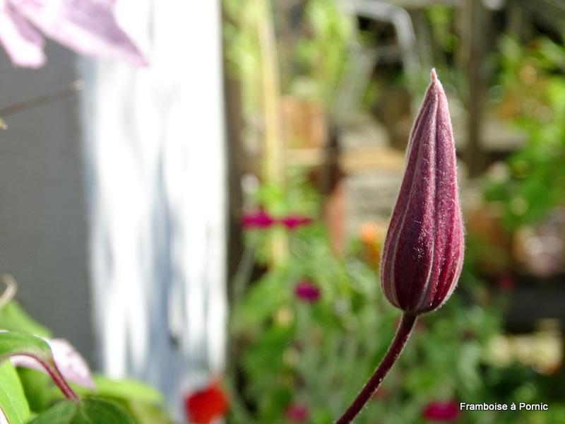 Clématites du jardin 