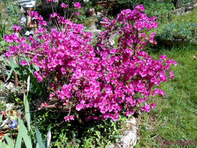 Jardin d'ornement que faire en Avril ?