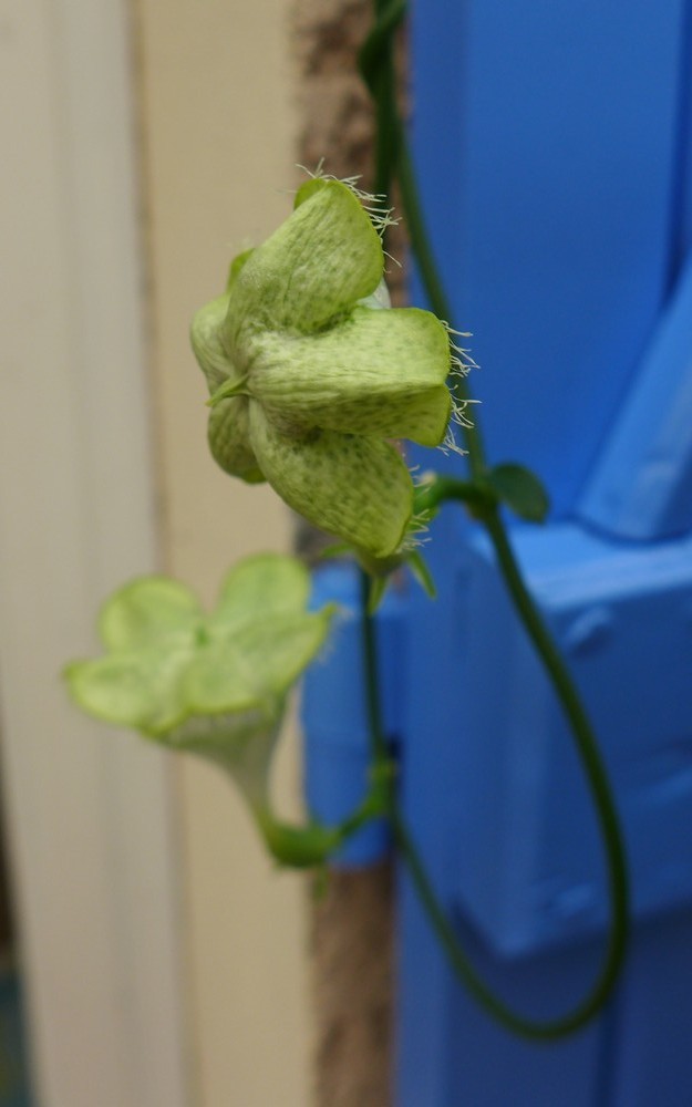 Ma plante à lanternes d'Afrique - août 2018...