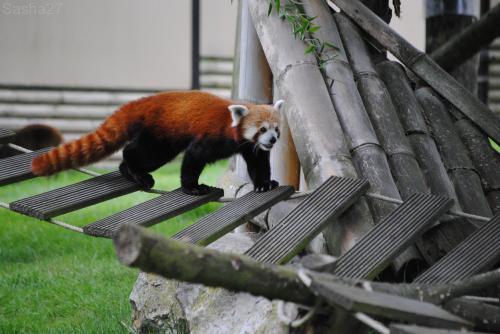 (13) Le Panda Roux.
