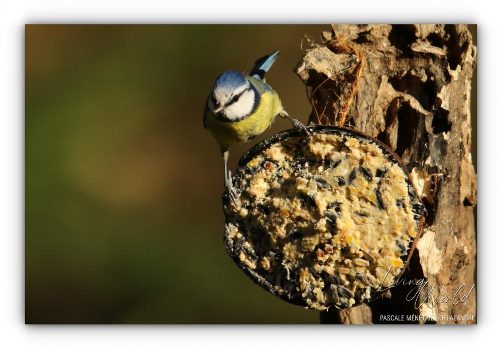 Peut-on donner du PAIN, SEMOULE et RIZ aux oiseaux ?