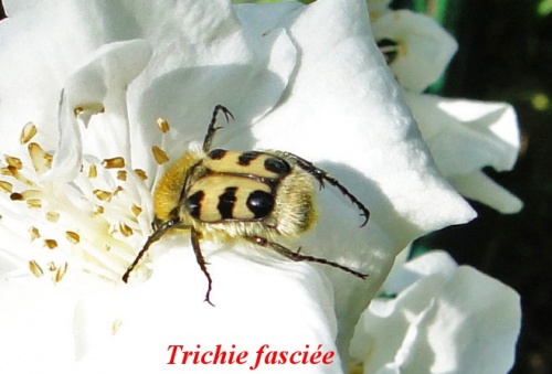 insectes