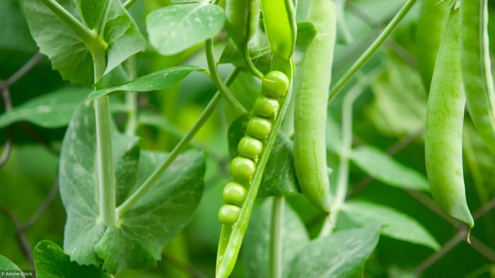 Légumes du mois d'Avril
