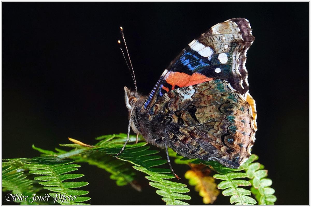 Vulcain (Vanessa atalanta)