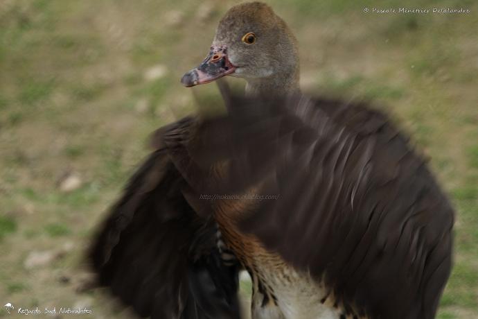 Dendrocygne d'Eyton