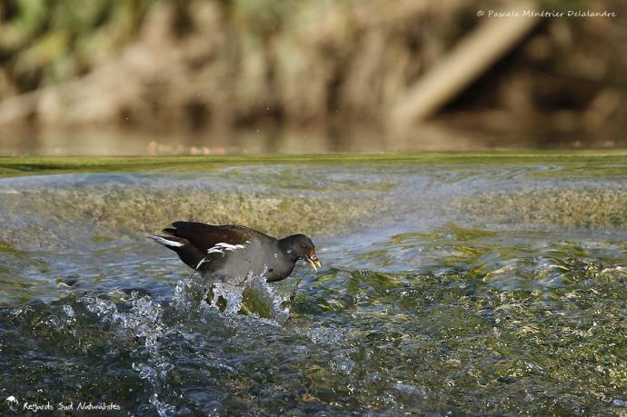 Gallinule poule-d'eau