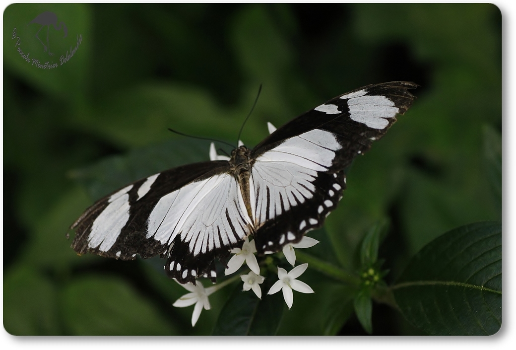 Euxanthe - nymphalidae - Kenya