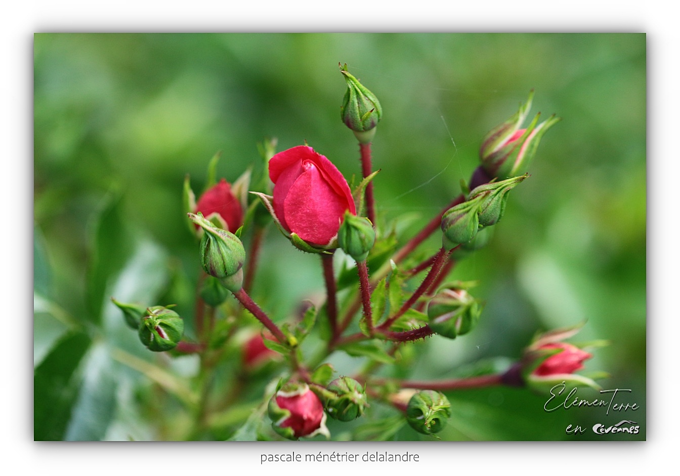 Rosier fraise des bois