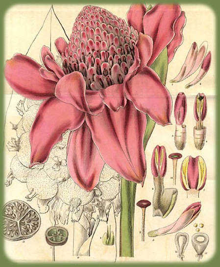 Fleurs cultivées : Rose de Porcelaine
