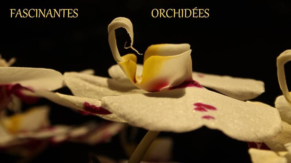 Fascinantes orchidées 