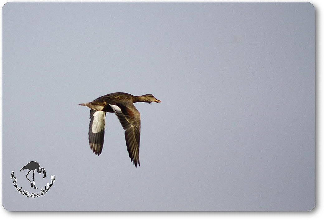 Vol d'un Colvert femelle...