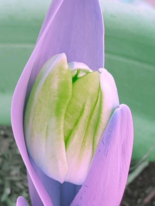 ANNE .L : Ses Fleurs