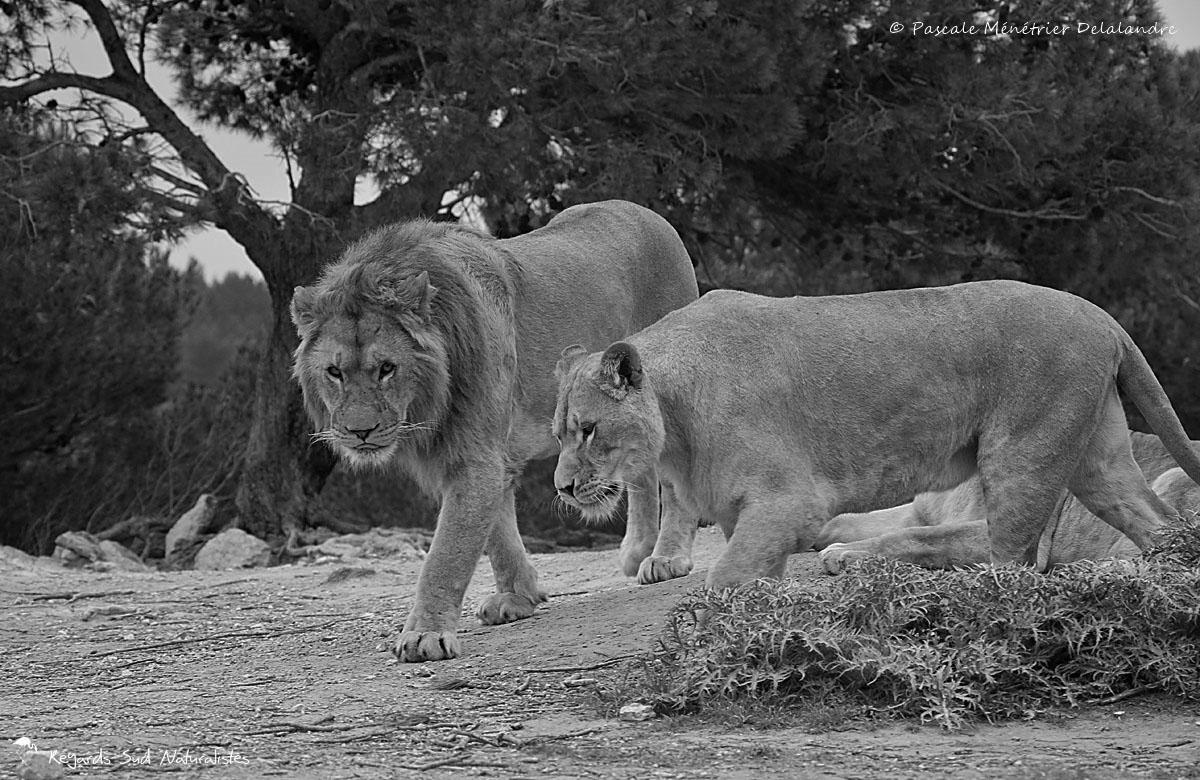 Lion et lionnes
