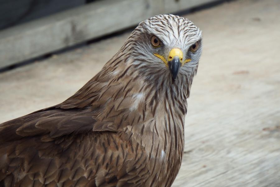 le puy du fou 2013 (2)