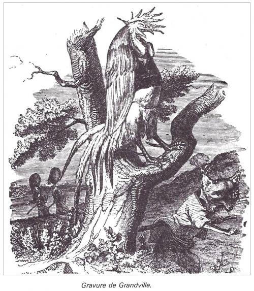 Le coq et le renard (d'après Jean de la Fontaine)