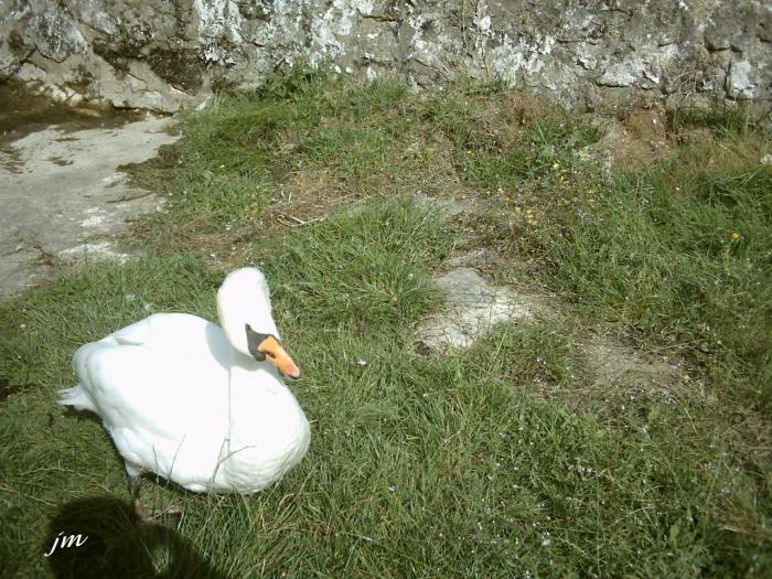 les cygnes