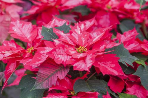 Fleurs cultivées : Poinsettia