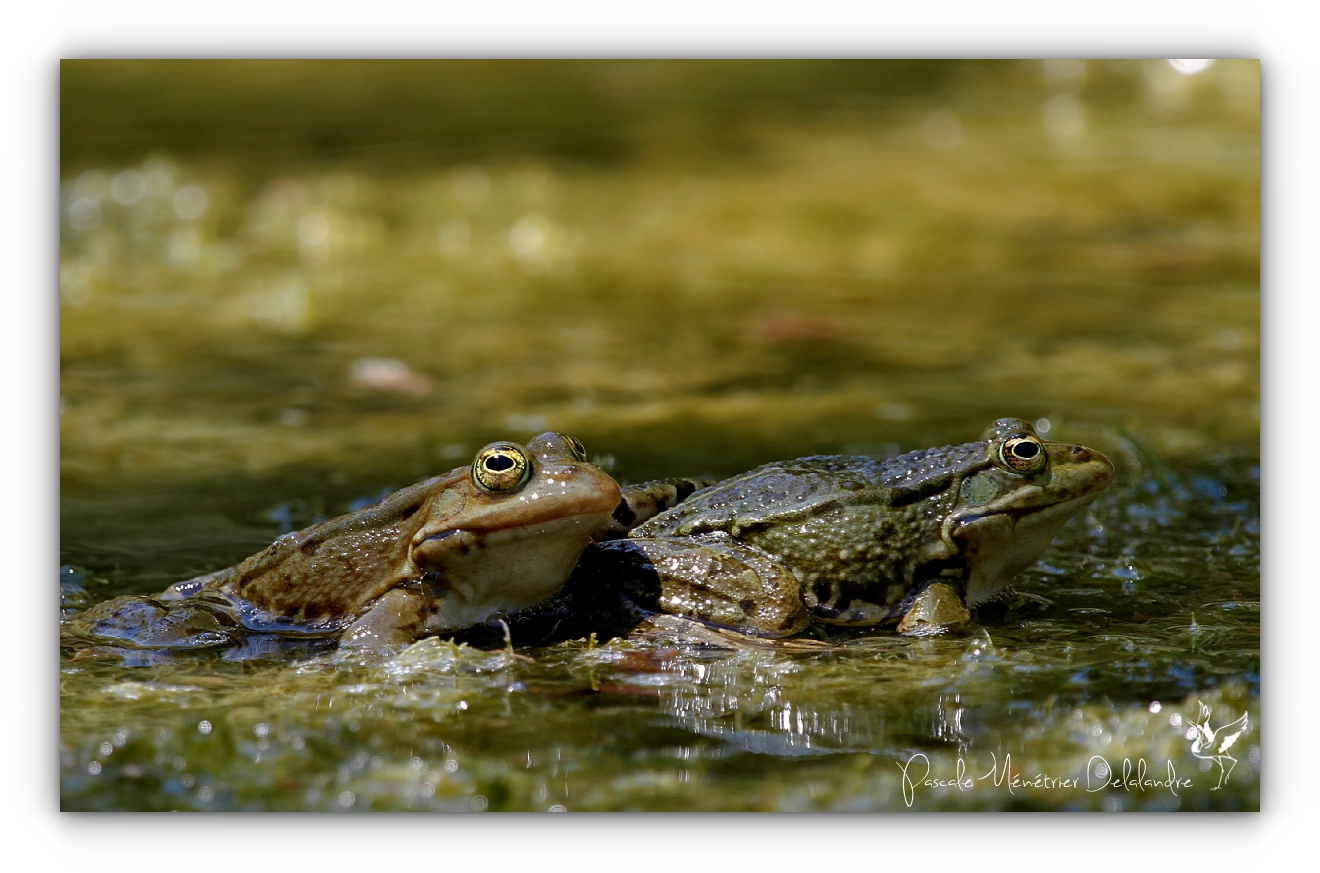 Grenouille rieuse - Rana ridibunda