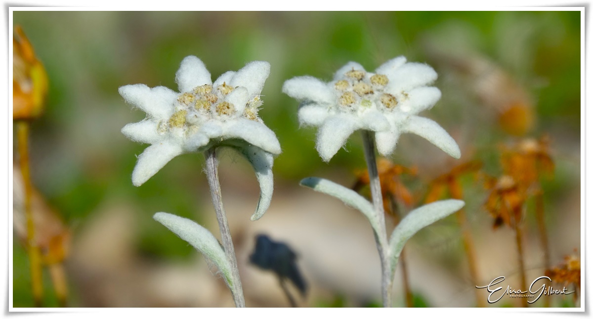 A la rencontre de l'Edelweiss